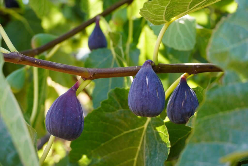 figs, fruit, fig tree, sweet, branches, healthy, figs, fig tree, fig tree, fig tree, fig tree, fig tree