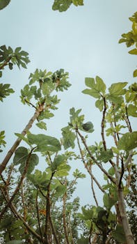 Low angle view of fig trees reaching towards a clear blue sky, capturing summer flora.
